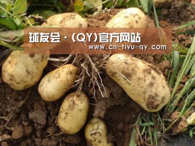种植基地六